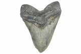 Serrated, Fossil Megalodon Tooth - North Carolina #362875-1